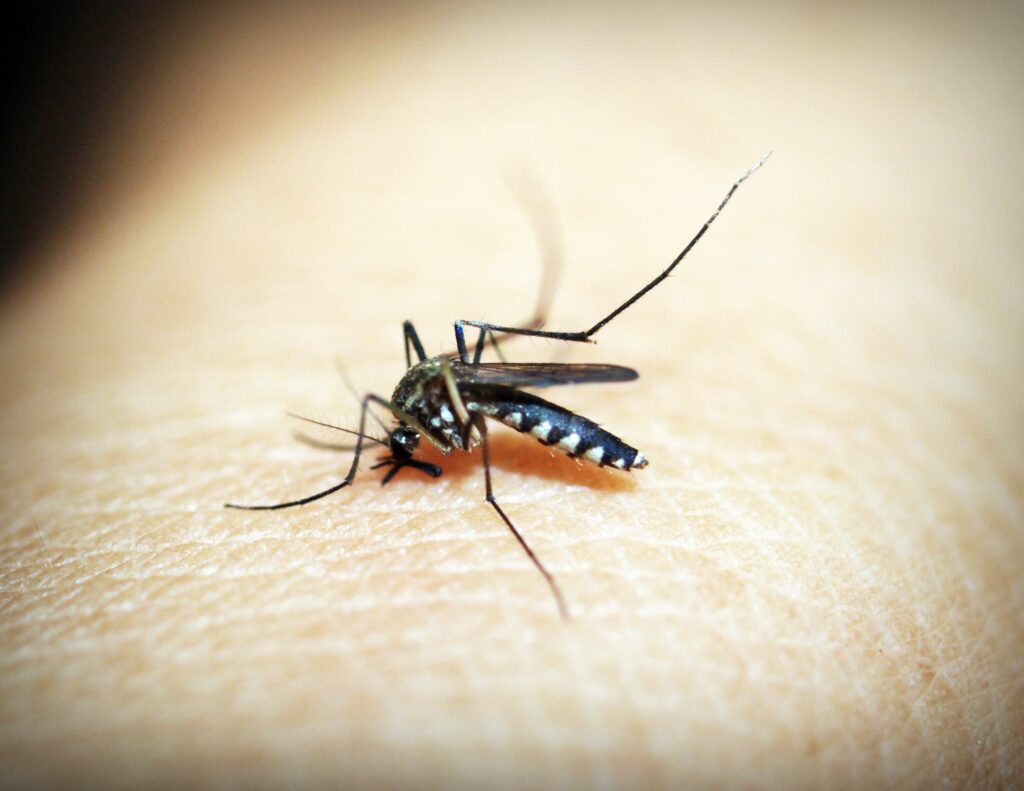 komar na skórze